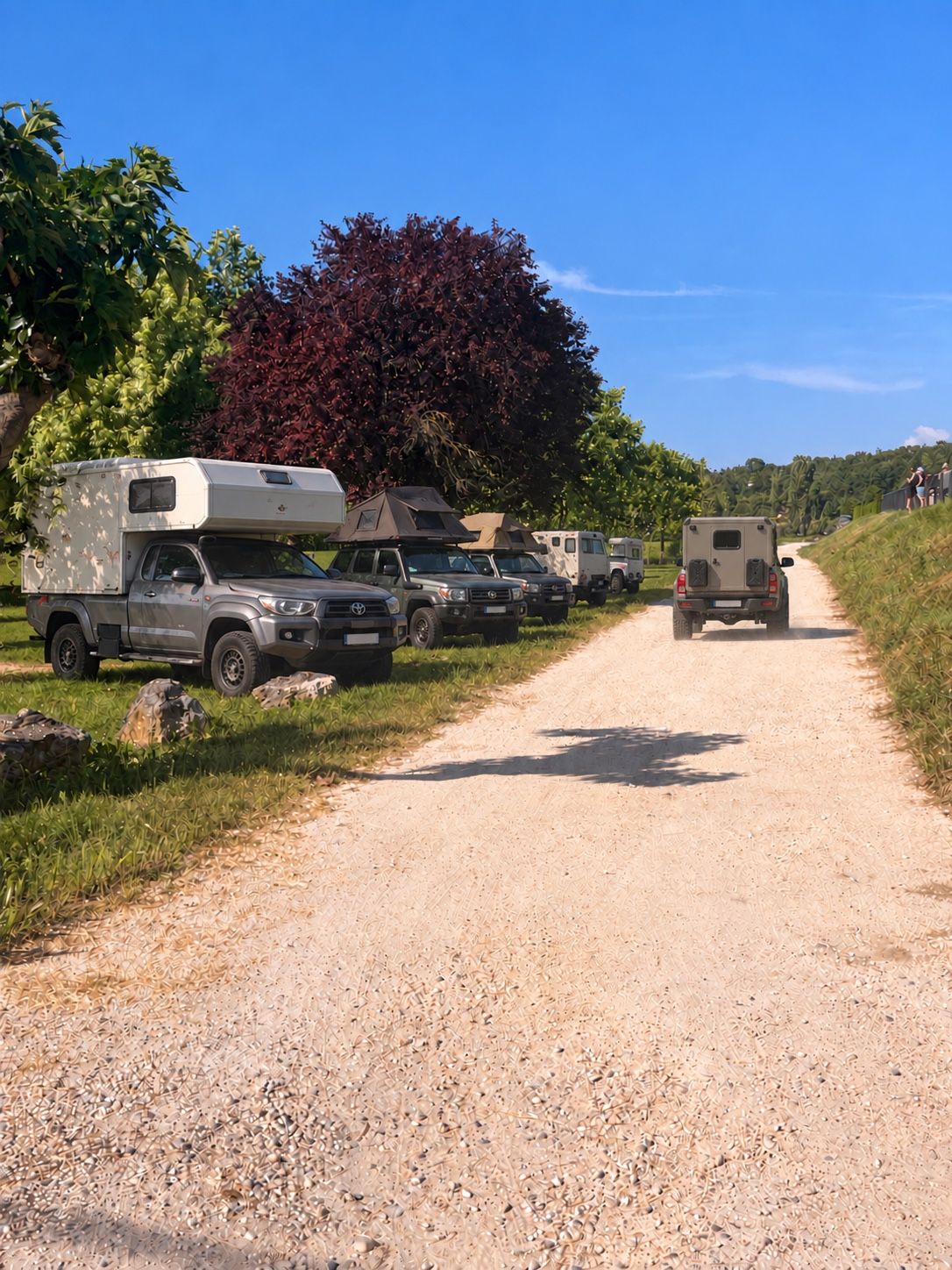 Des 4×4 aménagés stationnés en file le long d'un chemin de terre bordé d'arbres.